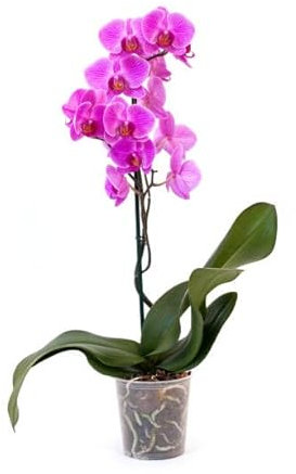 Planta Natural Phalaenopsis Fucsia Orquídea con Flores Púrpura Planta Interior