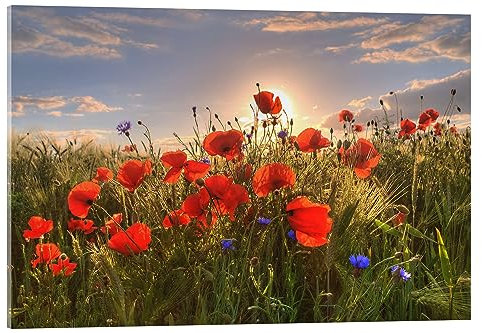 Posterlounge Mohn im Licht Acrylglasbild von Steffen Gierok 90 x 60 cm Wandbilder Wanddeko
