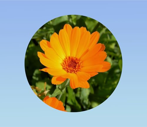 15 Graines de Souci des Champs (Calendula arvensis) - Plante Compagne Facile - Fleur Comestible et Mellifère, Orange Vif