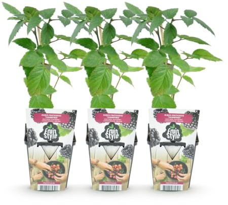 GreenboutiQ - Plantes à fruits - Ronce sans épines - Rubus Thornfee - Rustique - 3 Plantes - Pot 9 cm - Ronce Noire