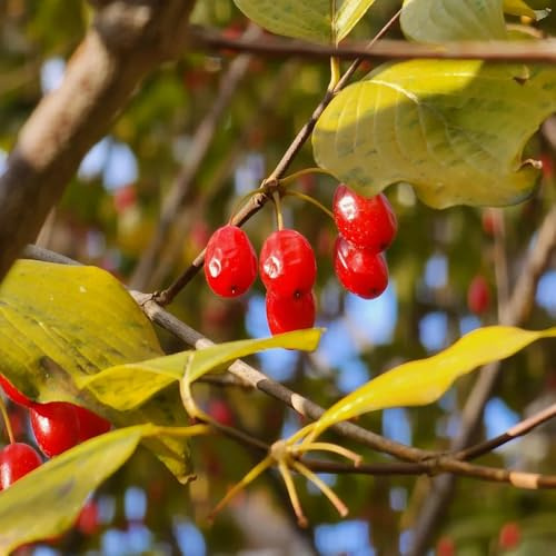 semillas de cereza de cornalina, jardín Cornus officinalis, medicinales y setos y arbustos variedades antiguas 30pcs