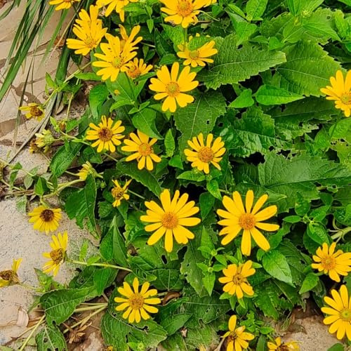 Semi di Suneye, selvatici semi di perenni Heliopsis helianthoides, regali sostenibili da giardino esotici per luoghi soleggiati 250pcs