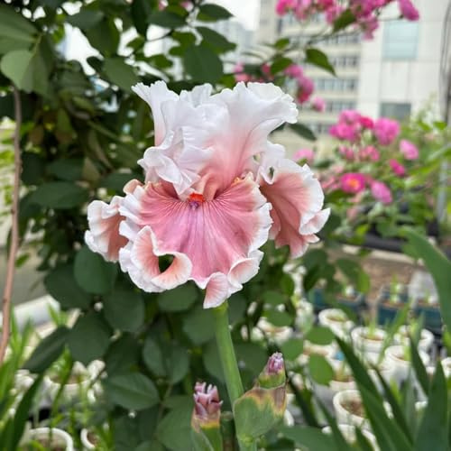 Bulbi di iris, iris, in vaso da balcone serra interna da appartamento esotiche bulbosi rari resistenti al pieno sole rampicanti all'aperto serre 9pcs