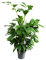 Exotenherz - Caryota mitis - Palma a coda di pesce - altezza circa 120 cm - palma solitaria