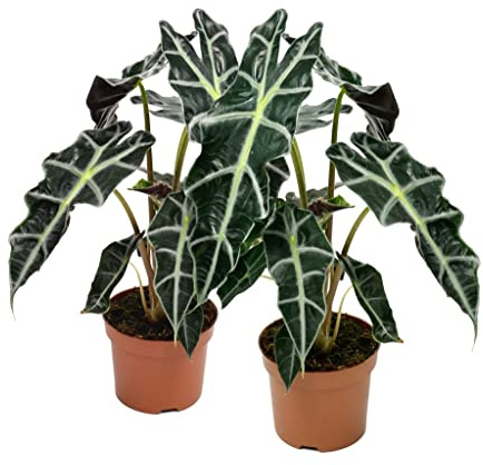 Alocasia Polly Natural Planta Oreja de Elefante