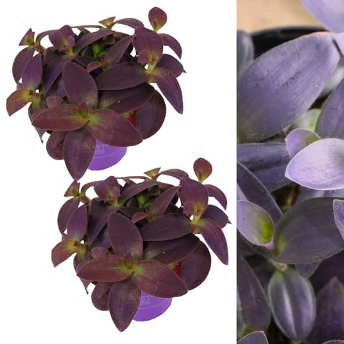 Carbeth Plants 2X Tradescantia Pallida Purple Heart - 12cm Pots