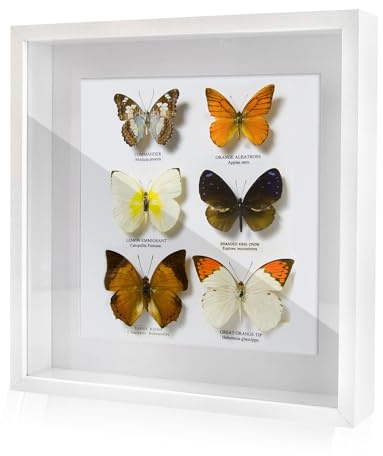 FramePro 3D-Bilderrahmen zum Befüllen, weiß Bilderrahmen extra tief Objektrahmen für Gegenstände, stabiles MDF-Holz mit Echtglas, 28x28 cm-perfekt zum Basteln und als Geschenk