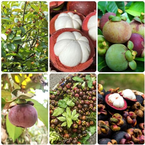 Semi di mangostano - esotico raro comprare da frutto da frutto mangostano semi di colonnari nani, resistenti colonnari per giardinieri 35pcs