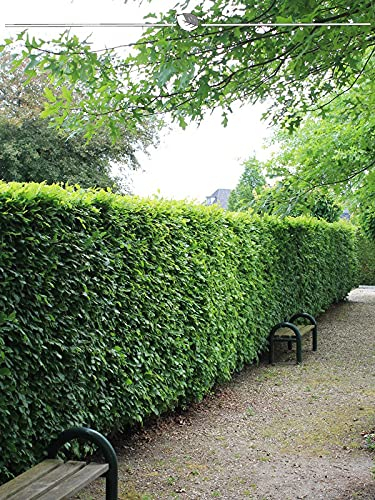 Rotbuche Fagus sylvatica 80-100 cm im Topf. Angebot: 20 Buche Pflanzen. Buchenhecke