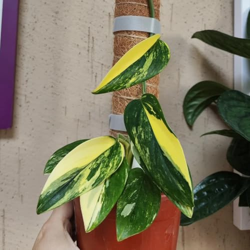 semillas de monstera interior decorativas sala estar resistentes 100pcs