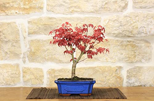 Pollice Verde – Bonsai Acero Palmato Deshojo – Foglie Rosse – Acer Palmatum – Vaso Blu Smaltato – Idea Regalo