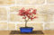 Bonsai di Acero Palmato Deshojo giapponese in vaso rettangolare