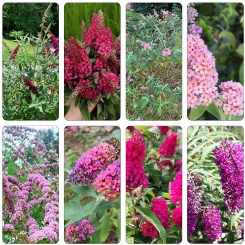 Buddleja davidii - selvatico balcone autunno semi perenni resistenti giardino ombra, resistenti 30pcs