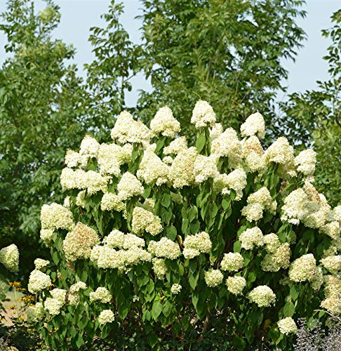 Rispenhortensie Skyfall 30-40cm - Hydrangea paniculata - lebende Gartenpflanze aus den Baumschulen