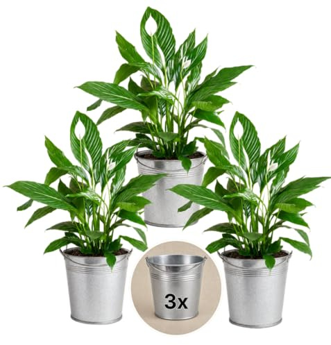 Einblatt + 3x Zinktopf | 3er-Set | Spathiphyllum | ca. 40-50 cm | ø 12-15 cm Topf | Pflegeleichte Zimmerpflanzen für Wohnung und Büro | Qualität vom Pflanzen Profi | Ideale Raumbegrünung
