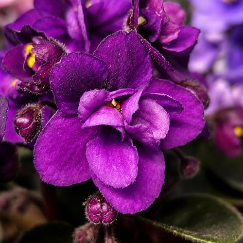 Streptocarpus ionanthus lila, Gefülltes Mini Usambaraveilchen – Unbewurzelter Steckling | Unrooted Cutting | Gefüllte Blüten | Kompakte Rosette | Samtiges Dunkelgrünes Laub | Gesnerie