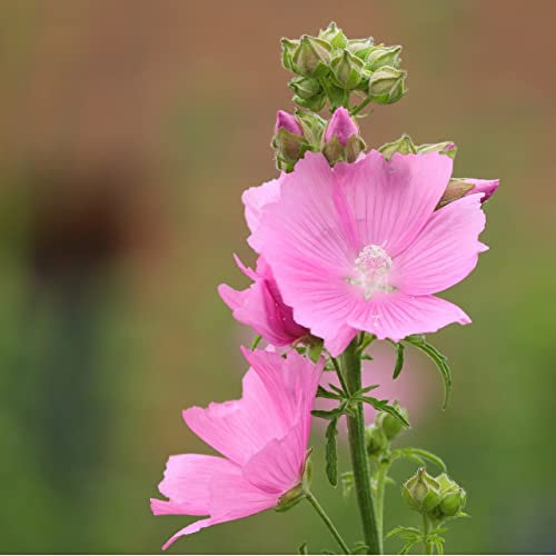 12 unità Alcea Rosea 'Rosea' - Hollyhock Vaso 9x9cm ±1 m² - Fiori Rosa, Perfetta per Giardini Fioriti e Aiuole