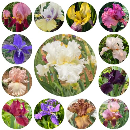 Bulbi di iris, iris, bulbosi rari serra interna tappezzante e resistente serre da balcone resistenti al pieno sole Aiule rialzate per il giardino bulbo di 6pcs