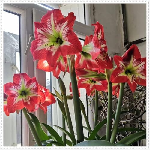 Hell Amaryllis Hochwertige Geschenke-Einzigartig Design,Sehr Stilvoll-Limitierte Auflage.-5Pcs-M