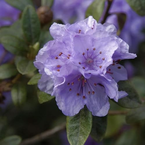Rhododendron hippophaeoides 20-25cm - Alpenrose