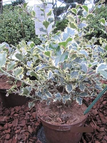 Ilex aquifolium Silver Queen - Weißbunte Stechpalme Silver Queen