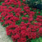 Sedum- (Sedum spurium) estive gloria, 50 semi