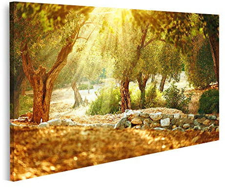 islandburner Prime Bild auf Leinwand Olivenbäume Garten Mediterraner Olivenhain mit altem Olivenbaum Wandbild Poster Leinwandbild QBRB