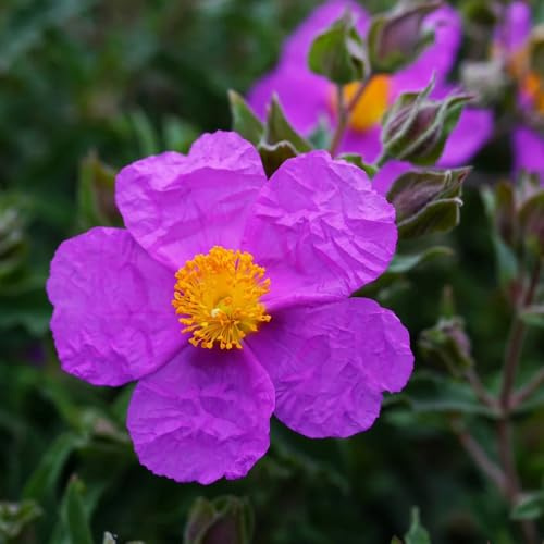 semi di cistus creticus, cisto, semi di estivi come per gli ospiti esotiche selvatici recisi regali per giardinieri vecchie varietà farfalle copertura 150pcs