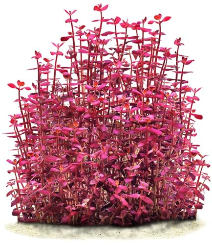 Bacopa salzmannii Purple - *Top Rarity* x1 Strauß - Wasserpflanzen für Aquarien