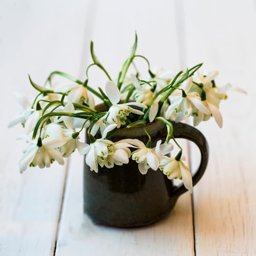 Galanthus woronowii - bulbi resistenti perenni resistenti decorativo giardino decorazione giardino selvatico 12pcs