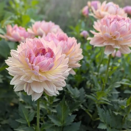 dalias dede dalia - dalia - otoño, resistentes, con floración, decoración sala estar Cultivando jardín en un balcón, 4bulbos