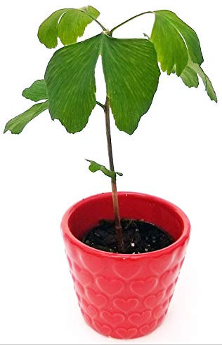 POWERS TO FLOWERS - GINKGO BILOBA MINI IN VASO CERAMICA CUORI, Pianta vera