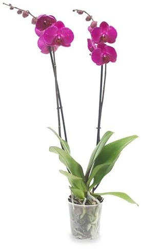 Orquídea Flores Moradas Planta Natural de Interior para Decorar la Casa