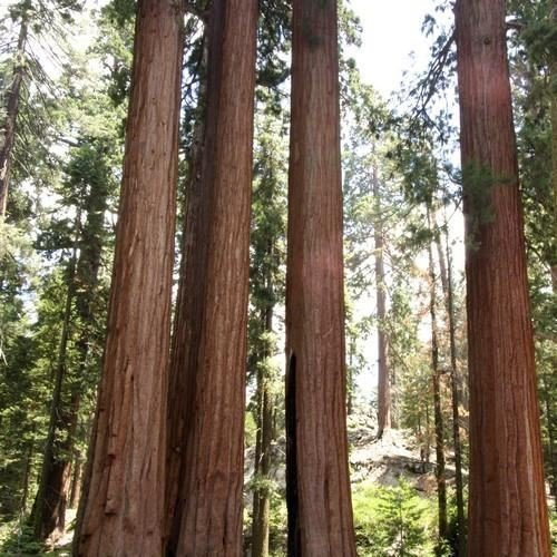Seeds 15 seeds giant sequoia agramsero semi (sequoiadendron giganteum)