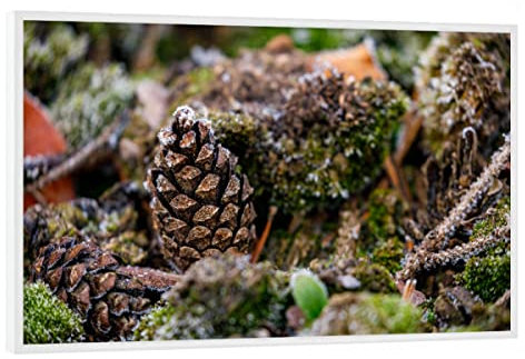 artboxONE Poster mit weißem Rahmen 45x30 cm Natur Tannenzapfen am Waldboden - Bild tannenzapfen Hintergrund moos