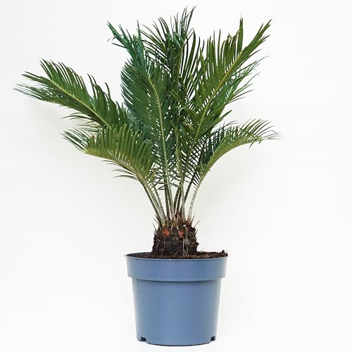 Cycas Revoluta - Pianta vera - Da esterno o interno - Vaso 21