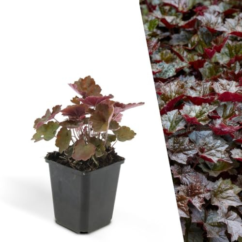 Plants by Frank | 24 Plantes de lys pourpre | Heuchera micrantha 'Palace Purple' | Couvre-sol rustique | Plantes vivaces rustiques | Plantes de jardin