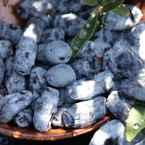 honigbeere pflanzensamen kräutersamen kübelpflanzen winterhart mehrjährig bio kräutergarten hochbeete für garten obstbäume winterharte stauden mehrjährig steingartenpflanzen winterhart 50samen