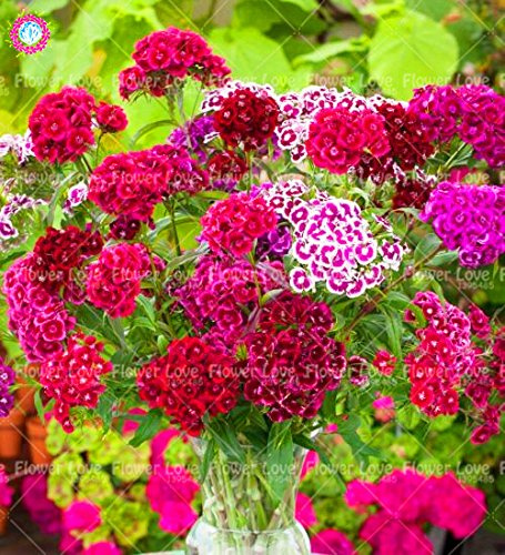 100PCS multicolore Carnation Graines Graines œillet de poète belles graines de fleurs Perennia Bonsai plante pour jardin 10