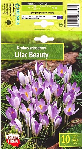 AGRONOM | CROCOUSS - LILAC BEAUTY - Bulbes de Fleurs | Des Fleurs Vivaces | Les Fleurs Délicieusement Parfumées, Belles | Couleur Violet | Décoration de la Maison | 10 Pièces à Bulbes