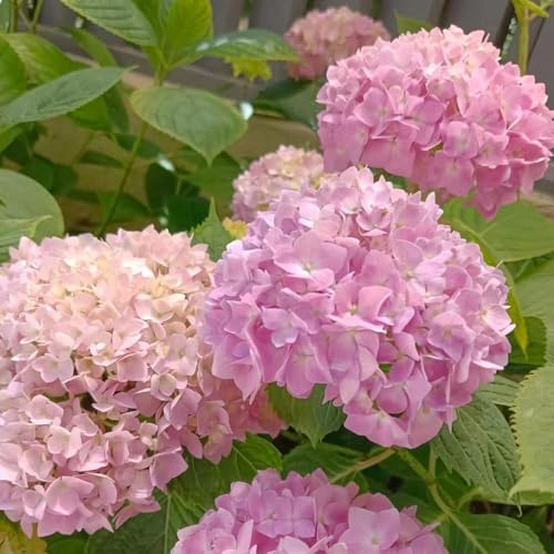 340 piezas de hortensias semillas resistentes - de jardin semillas perennes resistentes, techos verdes balcón al