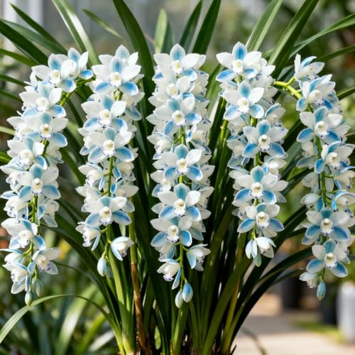 Rizomi di Cymbidium resistenti - Orchidee da esterno - Varietà di orchidee selezionate - Profumate - Perfette da esporre sui balconi.-10 Rhizome-B
