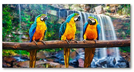 Tulup Glas-Bild Wandbild aus Glas - Wandkunst - Wandbild hinter gehärtetem Sicherheitsglas - Dekorative Wand für Küche & Wohnzimmer 140x70 - Tiere - Papageien auf Ast - Mehrfarbig
