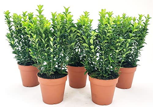 POWERS TO FLOWERS - EUONYMUS GREEN SPIDER, 5 PIANTE, BUXUS, BOSSO, VASO 13CM DIAMETRO, piante vere
