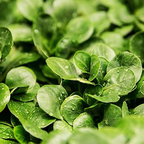 Semillas para Huerto Urbano de Planta de los Canónigos Ideal para Ensaladas