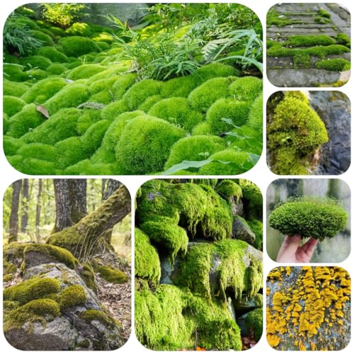 semi di muschio - regali per giardinieri Muschio di Bryophyta, vecchie varietà semi giardino giardino miscela giunti 700pcs