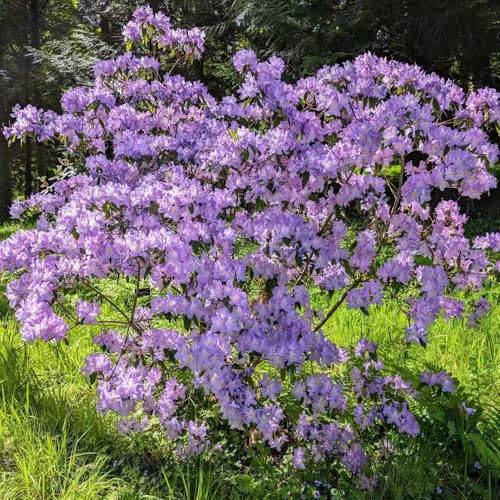 semillas resistentes de azalea - decoración balcones interior invierno 250pcs