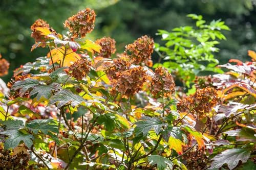 Hydrangea quercifolia 'Amethyst' 40–60 cm – Winterhart, Mehrjährig, Pflegeleicht – Eichenblatthortensie – Zierstrauch für Garten & Beet