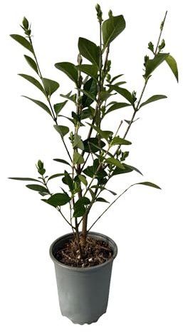 Ovalblättriger Liguster Ligustrum ovalifolium – Immergrüne Heckenpflanzen – 8 Pflanzen – 1 m – 9 cm Höhe 35–40 cm – Grün – Pflegeleicht