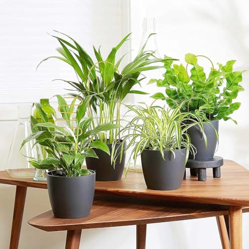 MonoSora Enrejado metálico para plantas trepadoras, 34 x 10 cm, soporte de hierro para vides, rosas, filodendros, 4 unidades, dorado, negro y verde